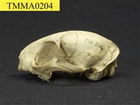 石虎頭骨藏品圖，第8張